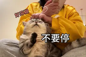 化了化了！猫拿爪爪扒拉我，让我摸它！还不让停！视频封面