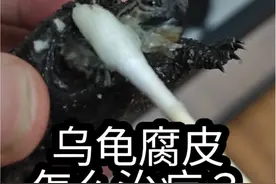 乌龟腐皮了怎么办？一个视频教会你！#乌龟怎么养 #龟龟🐢 #鳄龟
