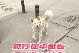 路途中邂逅一只可怜的流浪狗 昨晚遇见这只狗狗腿瘸了很可怜视频封面