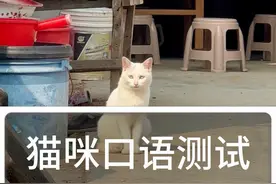 咕噜噜娃真能把猫咪唤过来吗？ ##萌宠出道计划 #动物的迷惑行为 #动物 #咕噜噜娃#猫咪视频封面