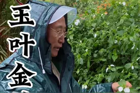 花开像叶子的植物：玉叶金花，洁白如玉，别名玉蝴蝶，你的家乡有吗＃玉叶金花 ＃玉蝴蝶 ＃大自然的馈赠 ＃植物科普 ＃农村生活视频封面