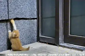 看到它就想起来昨天看的视频，一个小狗狗被卡在只有两指宽的墙缝五天，住户不让拆墙，哎！请爱护身边的每个小动物#萌宠出道计划 #抖in萌宠计划 #科学养宠攻略 #评论区看看你们的猫 @抖音短视频 @@抖音创作者中心视频封面