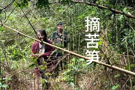 进山摘苦笋 小琴自从吃了苦笋后就上瘾了，一到季节就三天两头就闹着我陪她去采，她说一个人怕蛇不敢进山，既然她这么爱吃，那我就让她吃个够吃到怕，哈哈…#乡村田园生活 #农村美食记录生活 #原生态的绿色食品 #农村生活就是这样 #乡村原生态