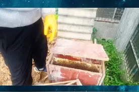 土养蜜蜂全程取蜜操作无解说无罗嗦只看视频 土养蜜蜂取蜜全过程#土蜜蜂 #纯天然野生蜂蜜 #纯天然无添加 #百花蜜 #吃了还想吃