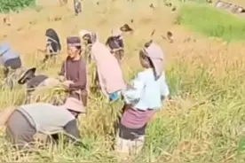 #东南亚刀耕火种#山谷地里的故事#把饭碗牢牢端在自己手里视频封面