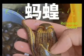 #蚂蝗 #水蛭 #科普 #大自然的馈赠 #中草药视频封面