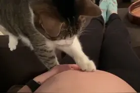 猫咪发现主人怀孕后的表情#猫咪 #我和我的猫 #治愈世界治愈你视频封面