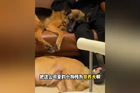 为什么德牧要被列为禁养犬啊 为什么德牧要被列为禁养犬啊#德牧#金毛 #柯基