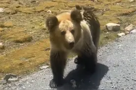 9月2日，西藏，#女子自驾游偶遇藏马熊竟直接开窗打招呼，景区工作人员:看见熊不要靠近！#藏马熊 #野生动物零距离 #野生动物神奇动物在抖音视频封面