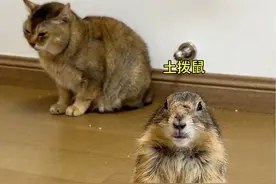 同时养土拨猫和土拨鼠是什么体验？ #脾气好的猫视频封面