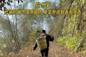 挖冬笋配腊肉咯 @陈饭很忙 全家出动上山寻找冬笋 没想到收获还不错#乡愁就是一口家乡的味道 #挖冬笋 #大山里的味道 #给爸妈做饭 #治愈系美食视频封面
