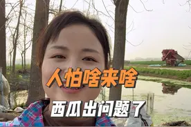 人真是怕啥来啥，小两口种的西瓜还是出问题了视频封面