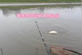 野钓闷杆大退水河道边窄鱼密集度越大，更容易上大物，手感太好了视频封面