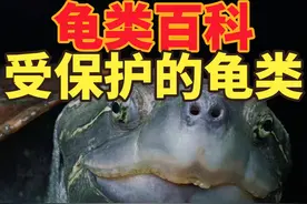 受我国野生动物保护法保护的龟类想知道你养的龟在我们国家是不…视频封面