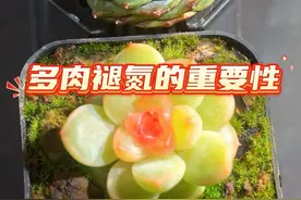 肉肉一个很特殊的现象，褪氮，你了解嘛？ #抖音精选 #多肉植物 #多肉浇水 #多肉养护 #爱生活爱养花视频封面
