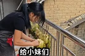 #农村日常生活 #三姐妹建房 今天给小妹做梅菜干顺便帮我们村人拉稻谷，又是充实的一天视频封面
