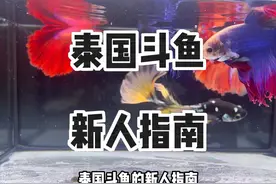 泰国斗鱼新人指南 攻略#养鱼日记 #新手养鱼 #泰国斗鱼 #半月斗鱼视频封面