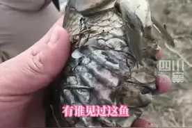 10月30日，天津。男子池塘捞出“凹肚鱼”，大肚凹陷成空壳仍活蹦乱跳，后来鱼被放回去了。这是怎么造成的呢？@二才专供放钓鱼视频封面