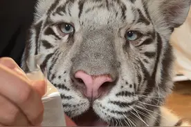 趁妈妈不在家🐯偷偷用她护肤品做spa #宫百万 #白虎