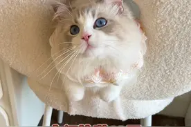 猫咪独自留守10天会不会抑郁？实际上… #猫狗双全 #猫咪留守#布偶猫 #萌宠日常记录