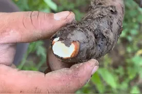 白首乌 白首乌和何首乌是不一样的两种植物，很多人一直分不清它，白首乌又叫隔山消，隔山撬，大家知道它有什么用处吗#植物科普 #三农 #农村生活 #白首乌视频封面