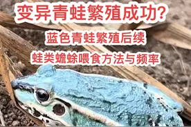 #宠物蟾蜍#宠物蛙#两栖爬虫#蛙蛙 #爬宠   变异青蛙繁殖成功视频封面