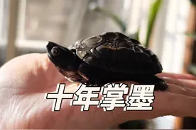 养了十年多的草龟摇身一变 碳化掌墨 #别跟河套学养龟 #掌墨视频封面