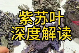 紫苏叶 深度解读 教你一些你能用到的知识 #紫苏叶 #紫苏#中药视频封面