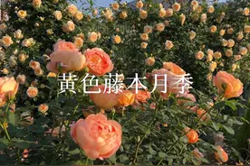 黄色藤本月季合集 #好看的花一定要分享给你 #藤本月季 #我的花园视频封面