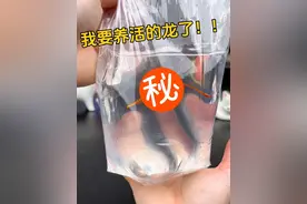 来看我是怎么上当的…… #火焰海龙 #奇葩宠物 #这个世界存在龙吗 #海缸动物  #奇妙的海洋生物视频封面