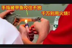 手指被甲鱼咬住不松口，千万别用火烧它，教你一招，让它自动松口视频封面