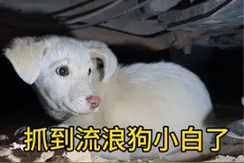 流浪狗小白抓到了，又被咬了一口，这个白眼狼 喂不熟，小花咬了我一口就走了，你个白眼狼不能走啊！#捡到狗 #野狗 #流浪狗后续 #户外生活 #流浪狗不再流浪视频封面