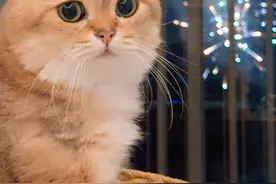 猫咪也爱看烟花吗？ #谁能拒绝这样一只小猫咪 #记录猫咪日常 #猫咪看烟花视频封面
