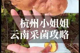 杭州小姐姐云南采蘑菇攻略 现在上山拾菌子都能捡到什么？到云南采菌子攻略来了；昆明周边捡菌子路线全公开！#拾菌子都能捡到什么#采蘑菇#捡菌子#牛肝菌#有一种叫云南的生活视频封面