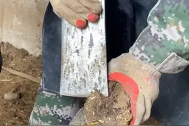 老师傅修驴蹄手起刀落像砍瓜切菜一样，看着轻松解压视频封面