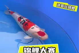中国#锦鲤 大赛，真的条条都是精品！#观赏鱼 #好贵气的鲤鱼视频封面