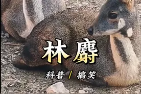 林麝，世界上最香的动物，身上的尿垢此黄金还贵#林麝 #麝香 #动物解说 #动物科普视频封面