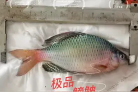 12厘米的极品鳑鲏，养在缸里实在太漂亮了。#养鱼日记 #野采视频封面