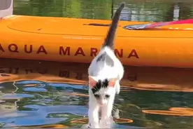 谁还没见过小猫游泳？从浅水走向深水，最后自己游起来…6月10号救回来，2个月社会化训练没白做…#会游泳的猫 #我镜头下的小猫 #猫咪的迷惑行为 #万物可爱计划 #遛猫视频封面
