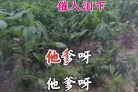 豫剧苦情戏曲《花喜鹊》！感人肺腑，催人泪下！天怜天下父母心！🙏🙏#爱戏曲爱抖音