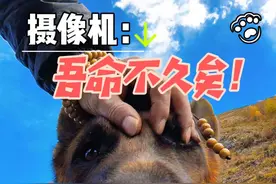 摄像机：你俩搭配相机真累！吾命不久矣！ #德牧阿木 #德牧安琪拉 #狗狗自拍 #萌宠出道计划 #带着狗狗去旅行视频封面