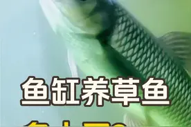 鱼缸养草鱼七个月，在过滤发现新物种，好恶心 #养鱼日记 #草鱼 #家庭养殖 #神奇动物在这里 #恶心视频封面