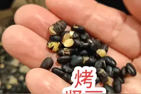 孔荡大爱生态农场的肾豆 生豆芽，打豆浆，空气炸锅烤豆#记录真实生活 #随和 #随和温馨驿站 #孔荡大爱生态农场 #乳腺健康视频封面