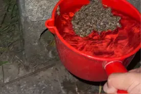 给蜜蜂洗澡……视频封面