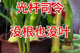 #养护小知识 #花卉绿植 #朱顶红 #种植小技巧 #于姐教你养朱顶红视频封面