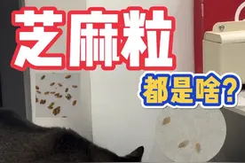 养猫人家里的“芝麻粒”是啥虫？！ #新手养猫 #猫驱虫 #科学养宠攻略 #养猫经验分享视频封面