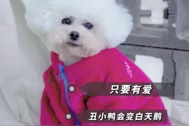 当初放弃她的人们，你们想不到她现在能变的这么好看吧，流浪狗也能变身小模特#流浪狗 #狗狗 #比熊视频封面