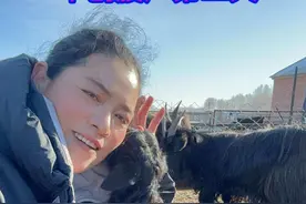 牧民生活 羊刨腹产成功，母子平安，被救治的小羊羔也健康地存活着！视频封面