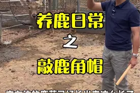 为了能够正常采茸，所有不能自然掉落的鹿角帽都需要人工敲掉#梅花鹿养殖 #鹿 #知识科普视频封面