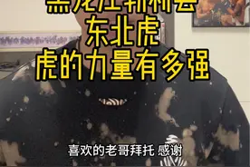 老虎的力量有多强，持续关注黑龙江野生东北虎事件#东北虎#老虎#猛兽#防身 #野生动物视频封面